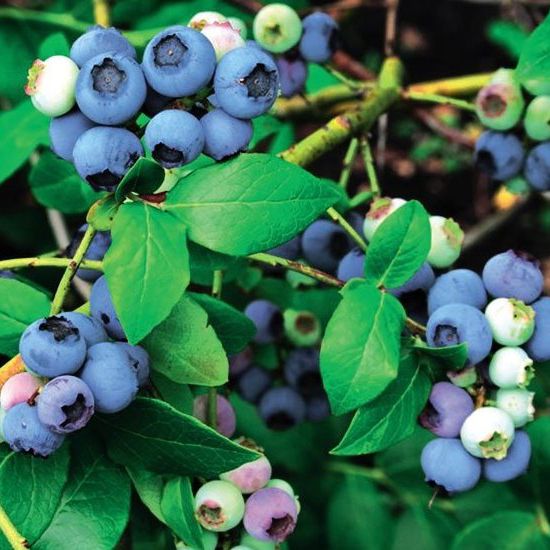 Голубика садовая Элиот v2,5 