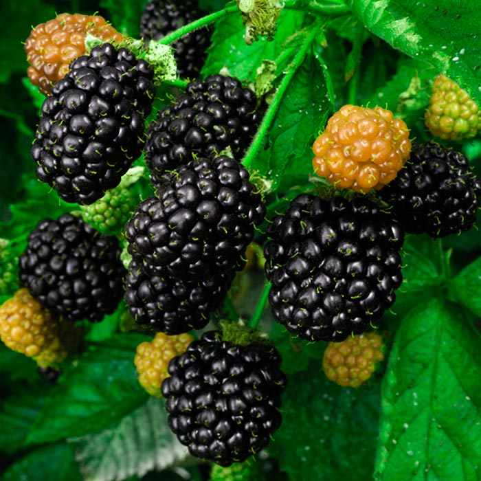 Растение ежевика Торнфри С2 Db 