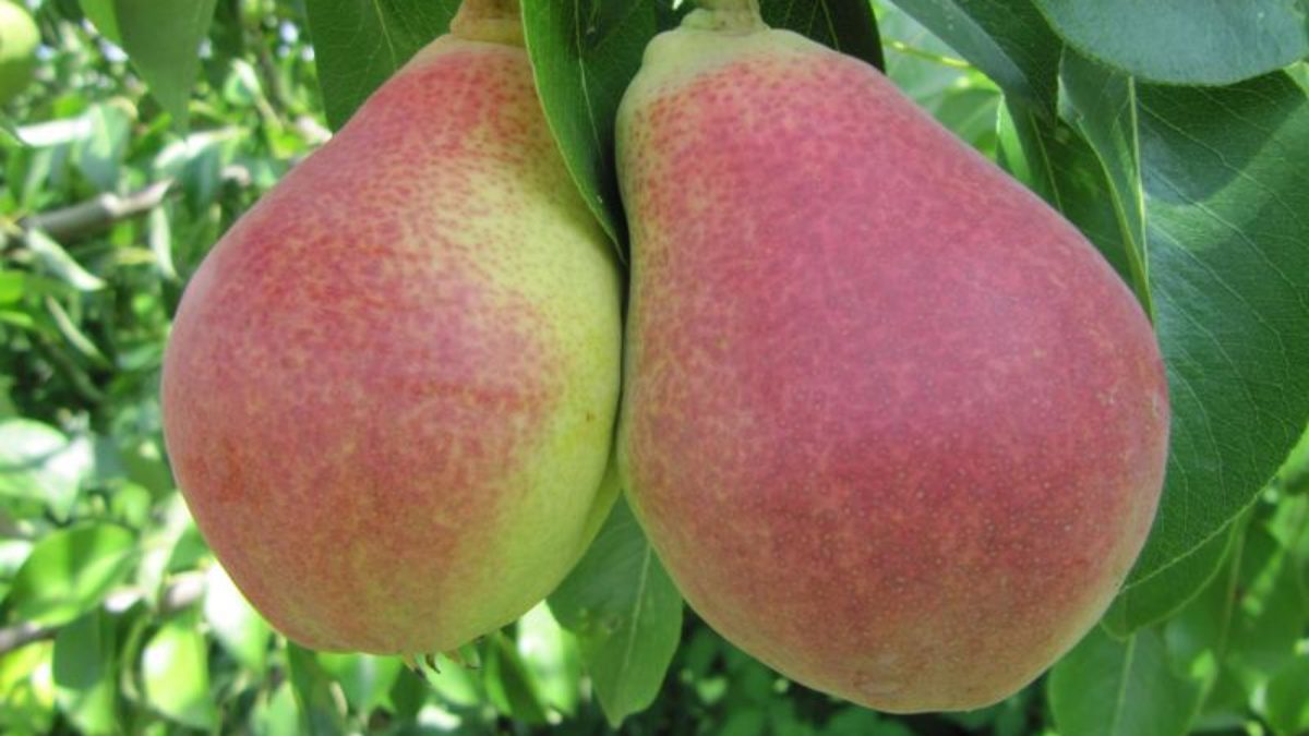 Груша Любимица Клаппа v5 100-140 Lav 