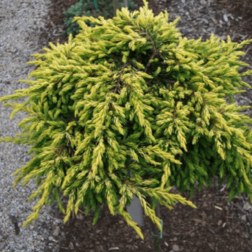 Можжевельник обыкновенный Голдшатц v2 Lav 