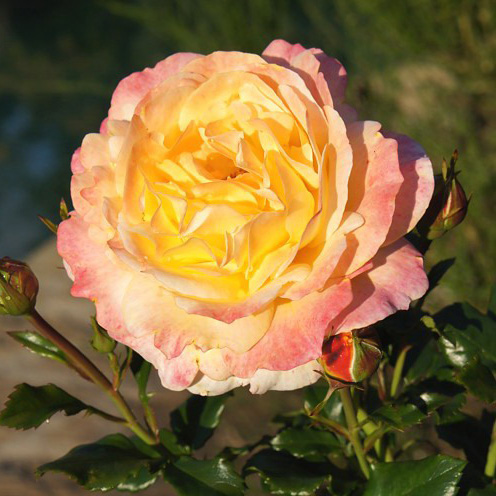 Роза флорибунда Роз Дер Хофнунг v5 Dem 