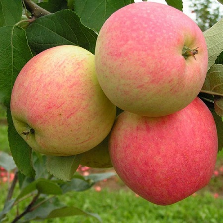 Яблоня Юбиляр средн v7 120-140 Tim 