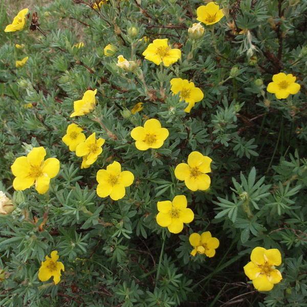 Лапчатка кустарниковая Золотой полет, Р9 Tim 