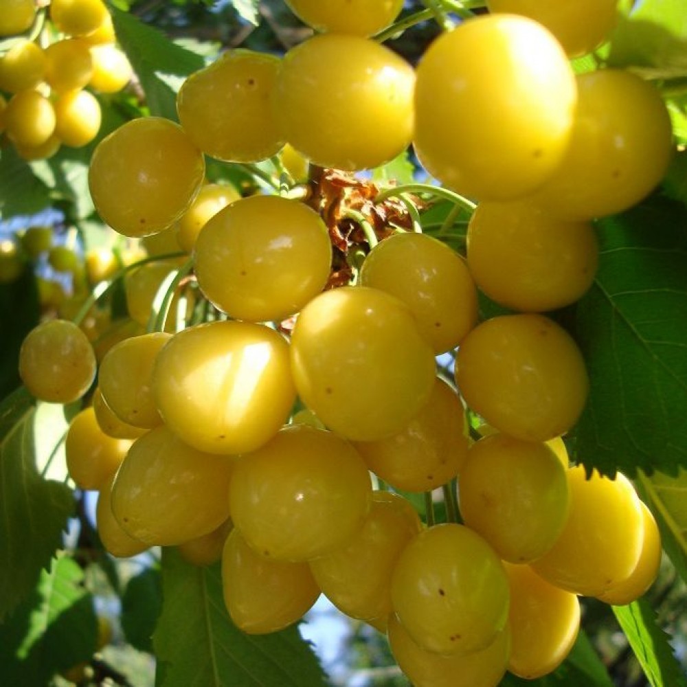 Черешня Чермашная v7 100-120 Tim 