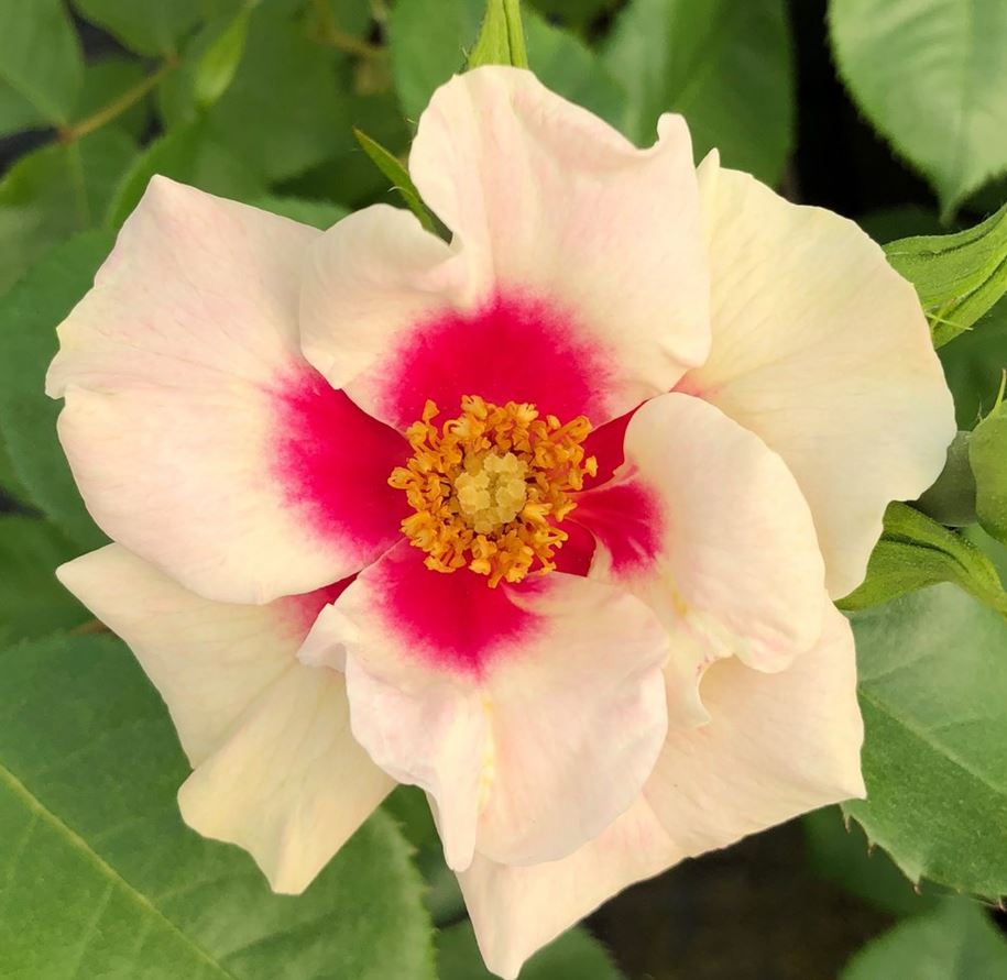 Роза флорибунда Си Ю ин Перпл v5 