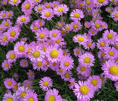 Альба альпийская Хэппи Энд I 1шт Поиск 