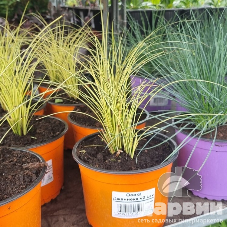 Осока Дженнеке v2 Lav 