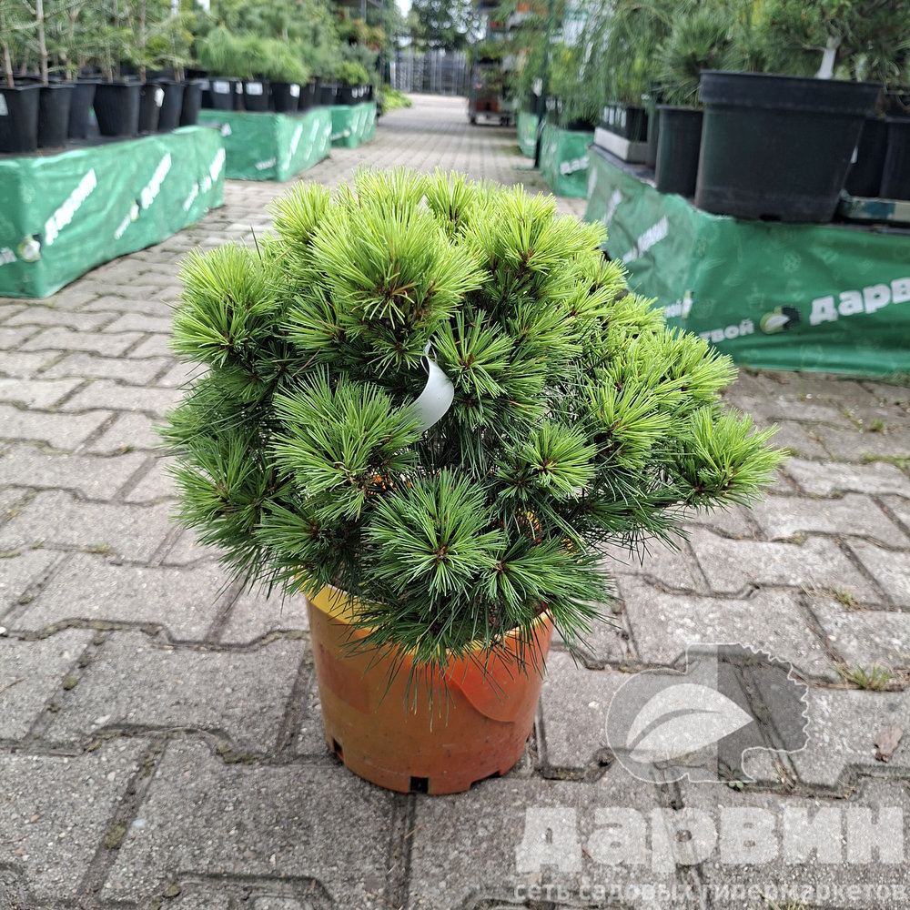 Сосна веймутова Бергманс Мини v7,5 30-40 Mt 