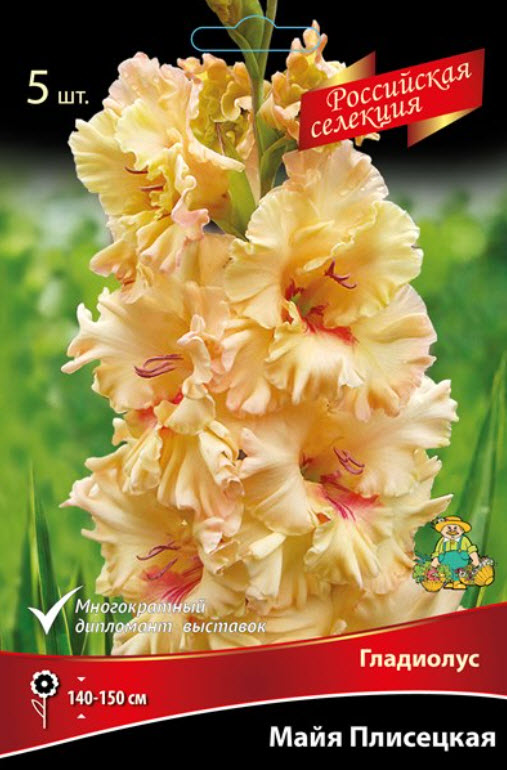 Луковица Гладиолус крупноцветковой Майя Плисецкая 10/12 5шт. Поиск 