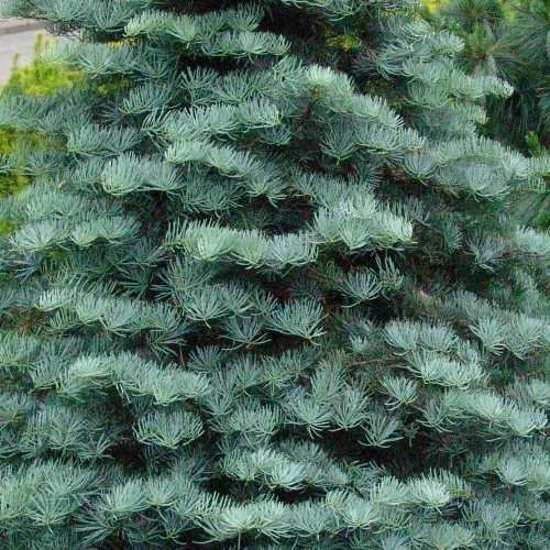 Пихта одноцветная 50-80см по цене  Пихта одноцветная 50-80см