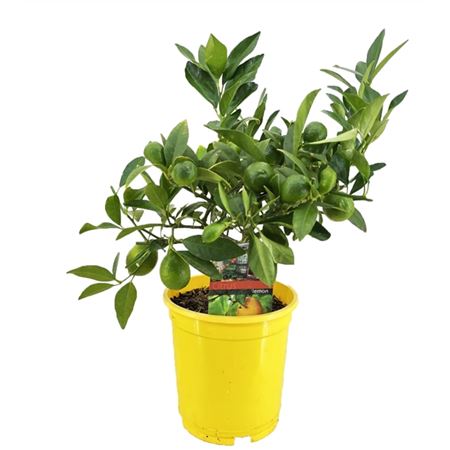 Цитрус Лимон d14 h30 