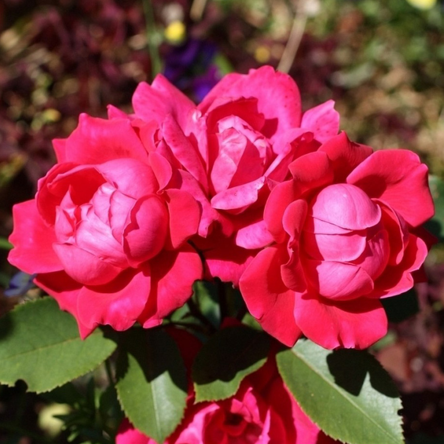 Роза корнесобственная шраб Дабл Нок Аут v5 Tim 