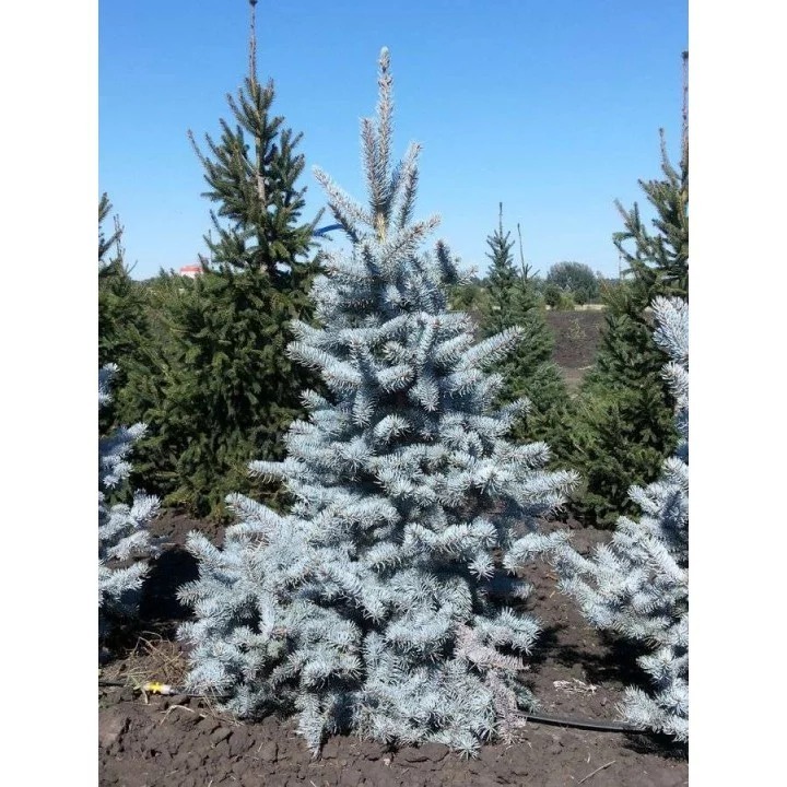 Ель колючая Хупси 30-40 cm Mt 