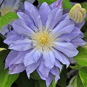 Клематис Азур Болл v2 CL 