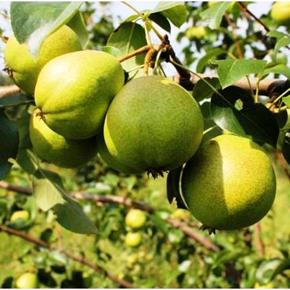 Груша Светлянка v 5-10 