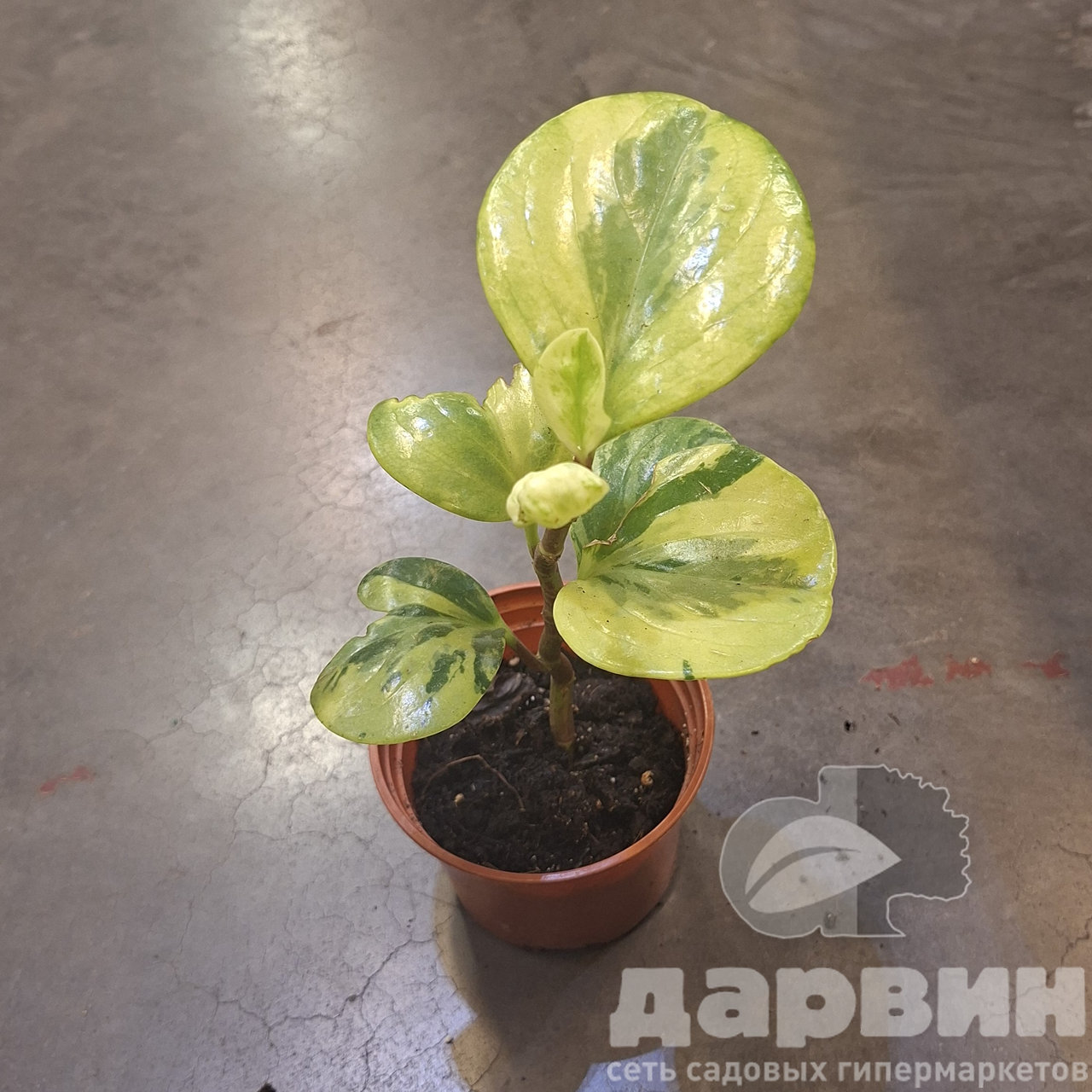 Пеперомия вариегата d10 Tim 