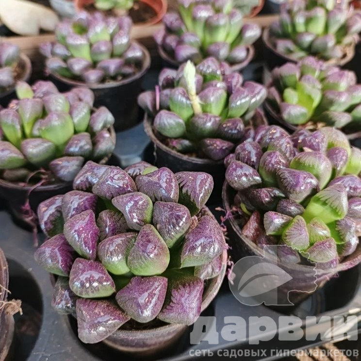 Хавортия Купера пурпурная d11 h13 