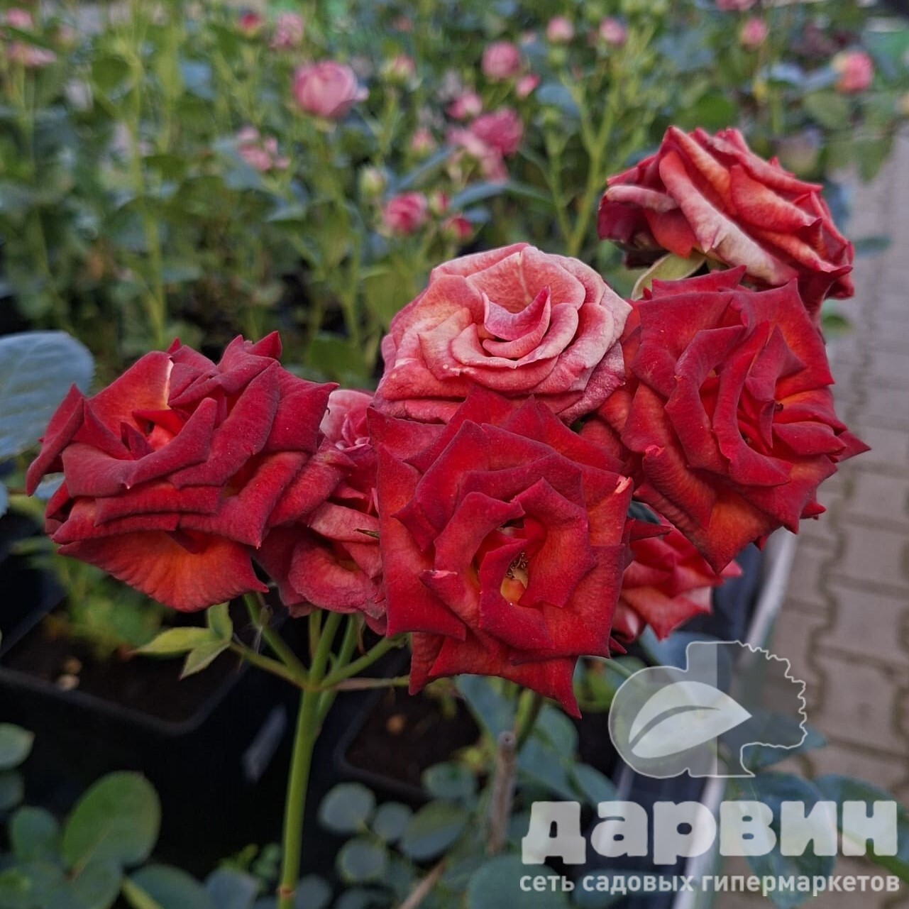 Роза спрей Чокочино v5 Lav 