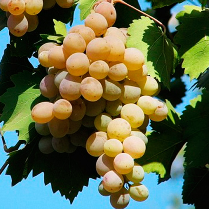 Растение виноград плодовый Бианка, желтый 2-х летка 