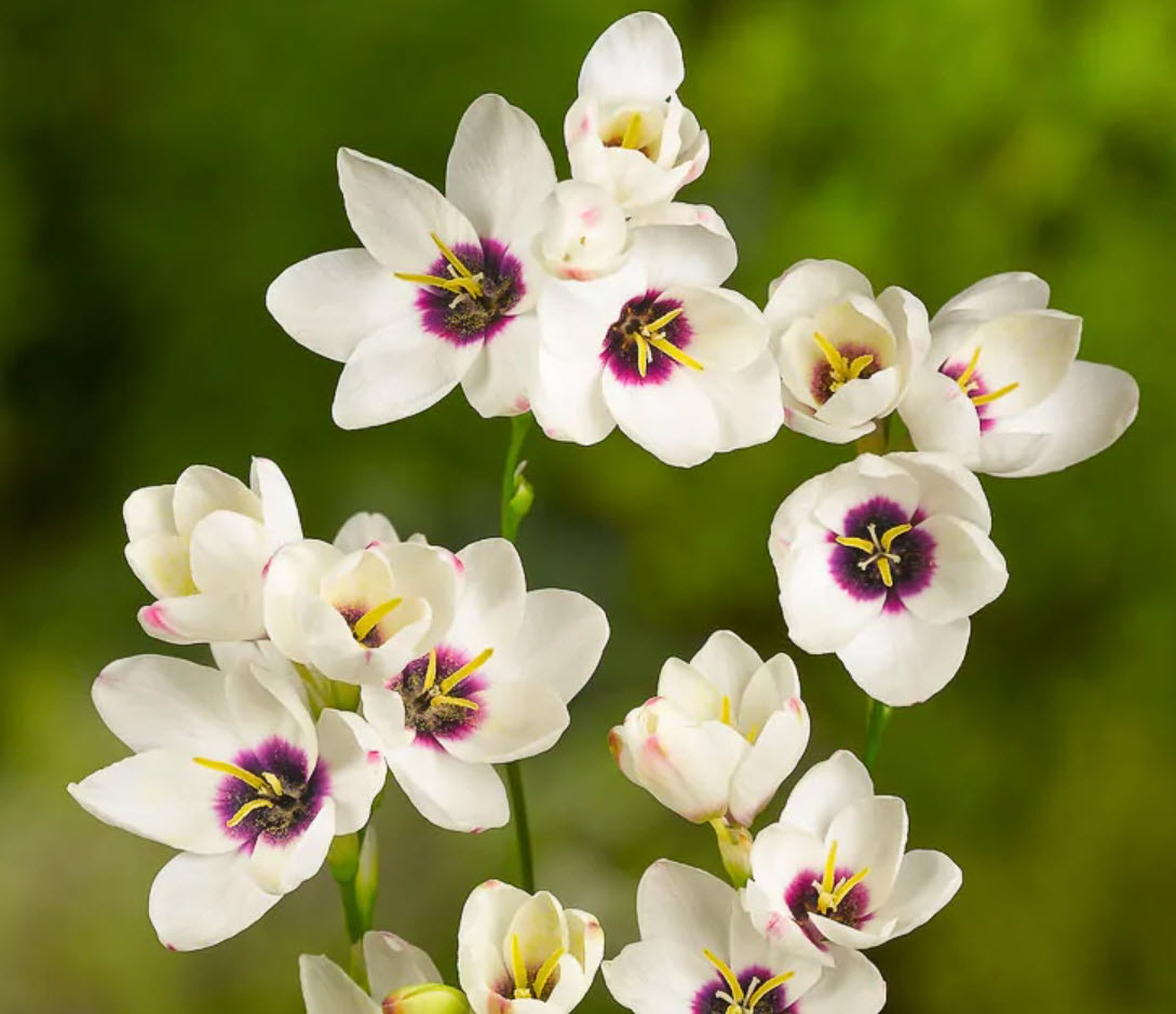 Луковица Иксия гибридная Спотлайт 10шт. Поиск 