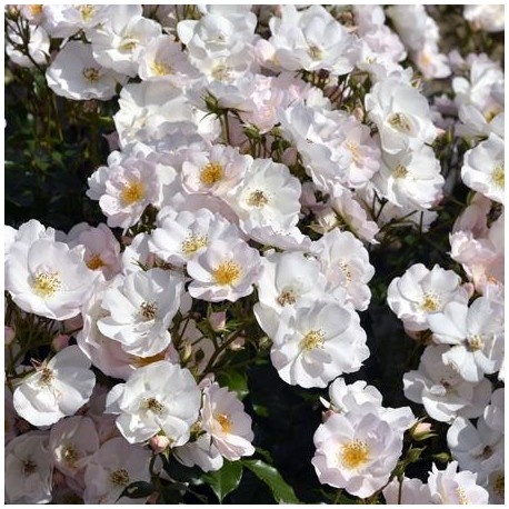 Роза полиантовая РОЗИ ДУ МАТИН v7 Fr 