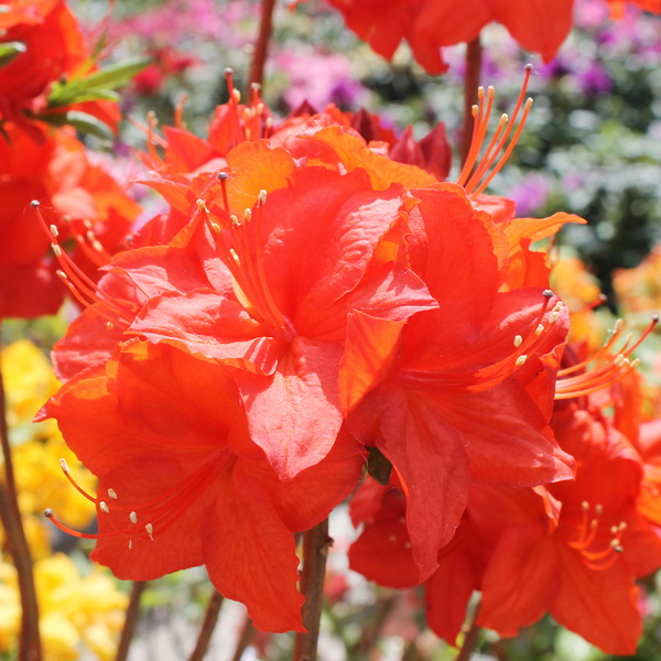 Азалия гибридная Паркфеуер c5 