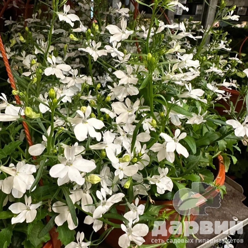 Лобелия в кашпо d23 Tim 