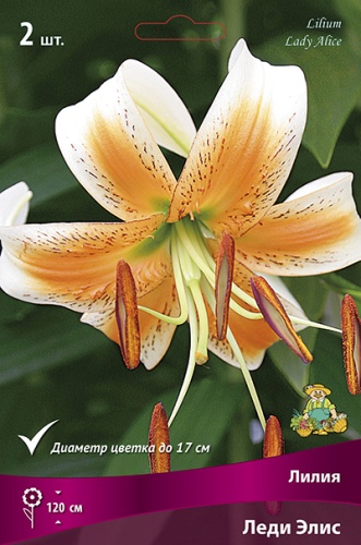 Луковица Лилия видовая Леди Элис 1шт Поиск 