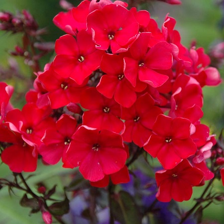 Флокс метельчатый Джулиглут С2 ЦО 