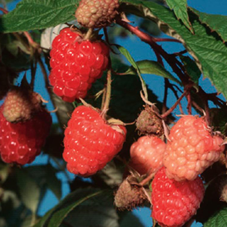 Малина ремонтантная Кэролайн красная в коробке Tim 