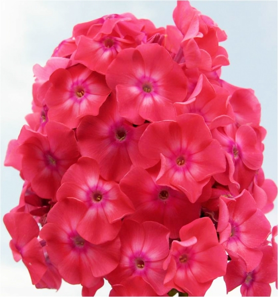 Флокс метельчатый Земляничное Суфле С2 ЦО 