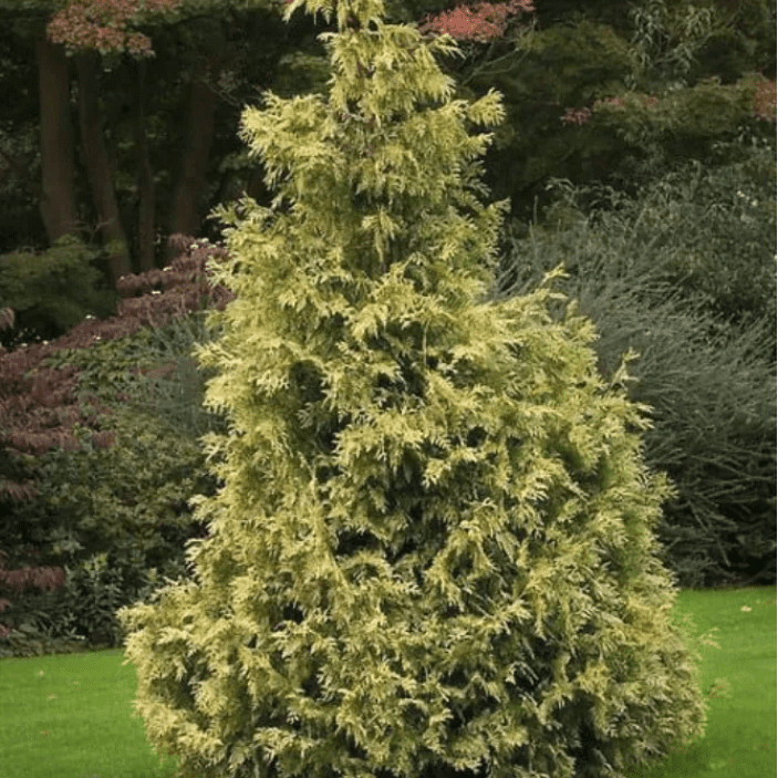 Туя складчатая Айриш Голд v5 Lav 