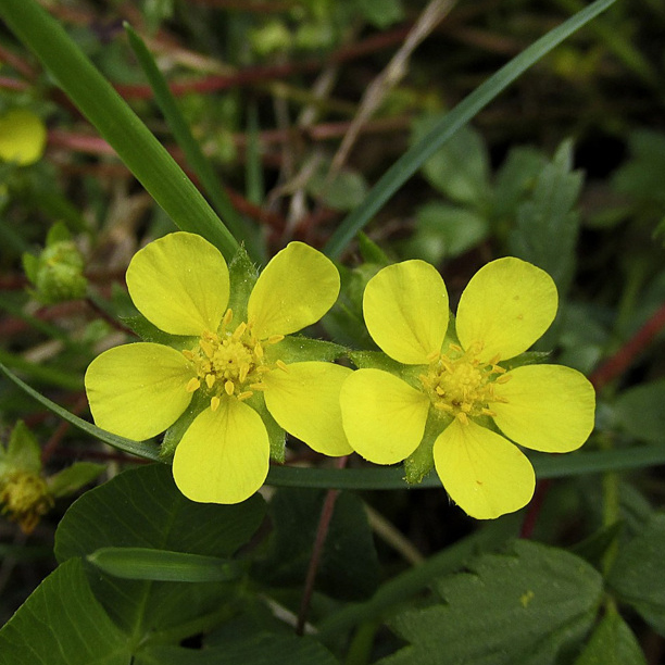Лапчатка земляниковидная р9 Sw 