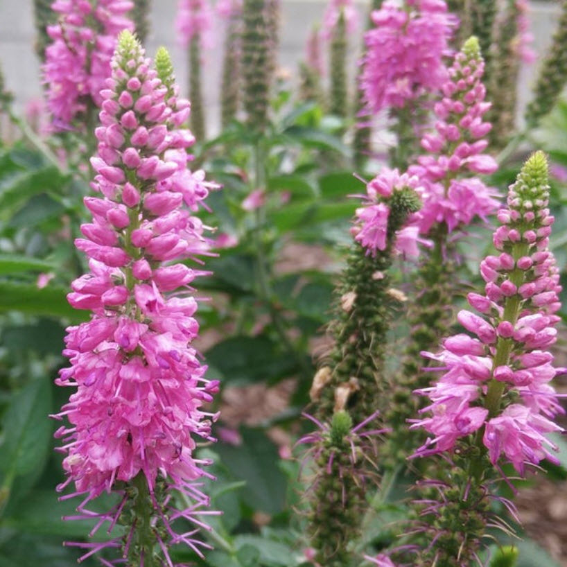 Вероника Роника Фуксия d12 ХР 