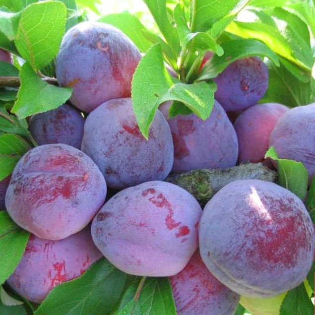 Слива Орловский сувенир v7 100-140 Tim по цене  Слива Орловский сувенир v7 100-140 Tim