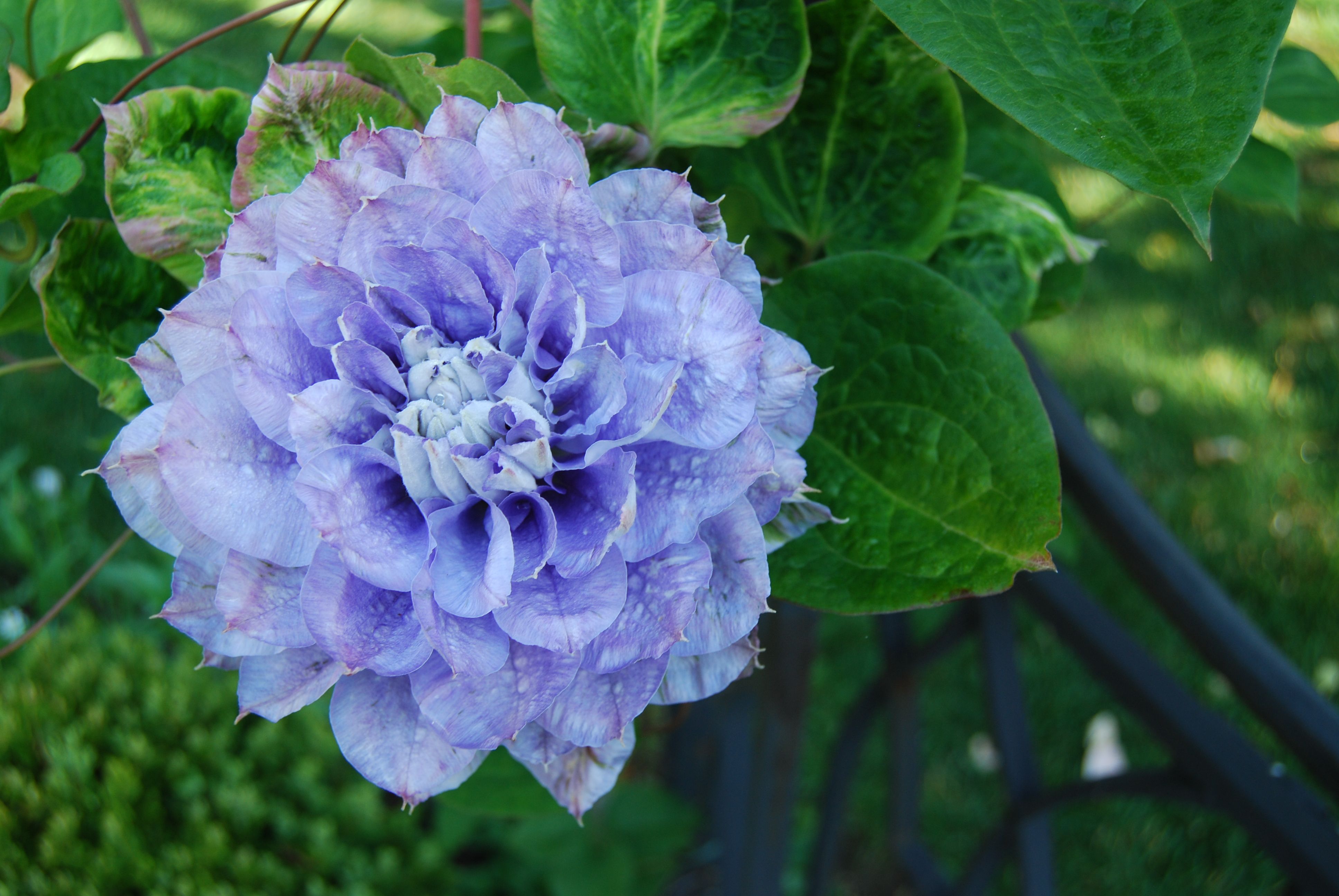 Клематис Мазури Крейтер Лейк p9 CL 