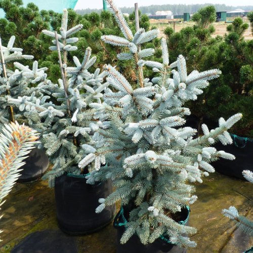 Ель колючая Хупси v7,5 50-60 