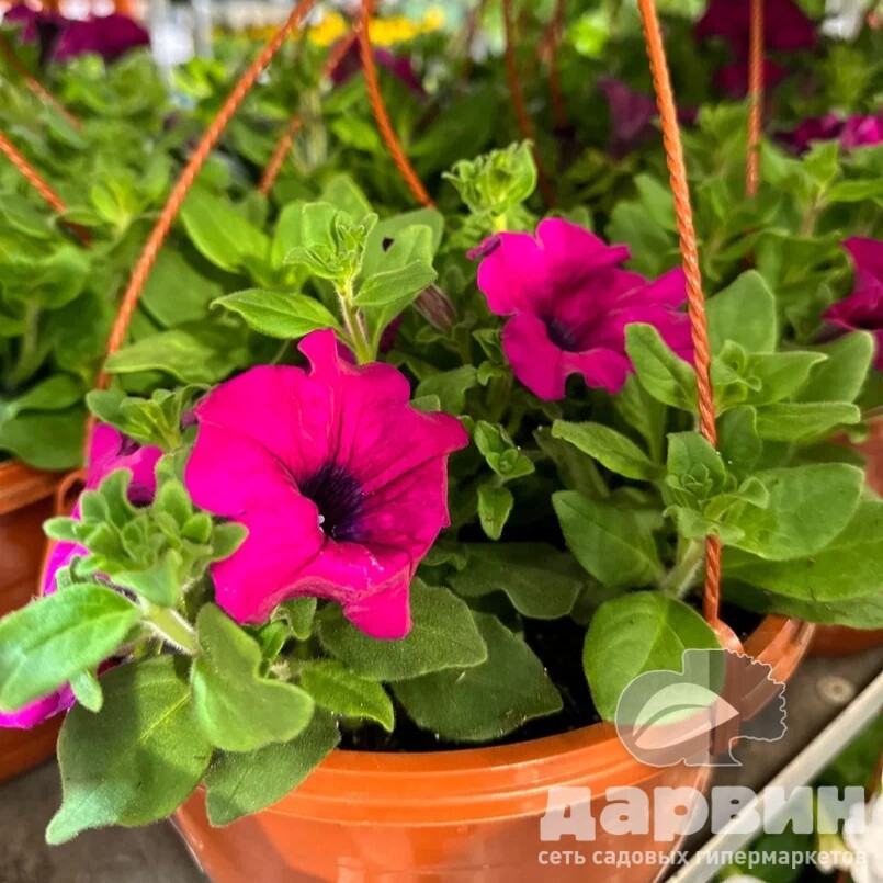Петуния в кашпо D25 bix 