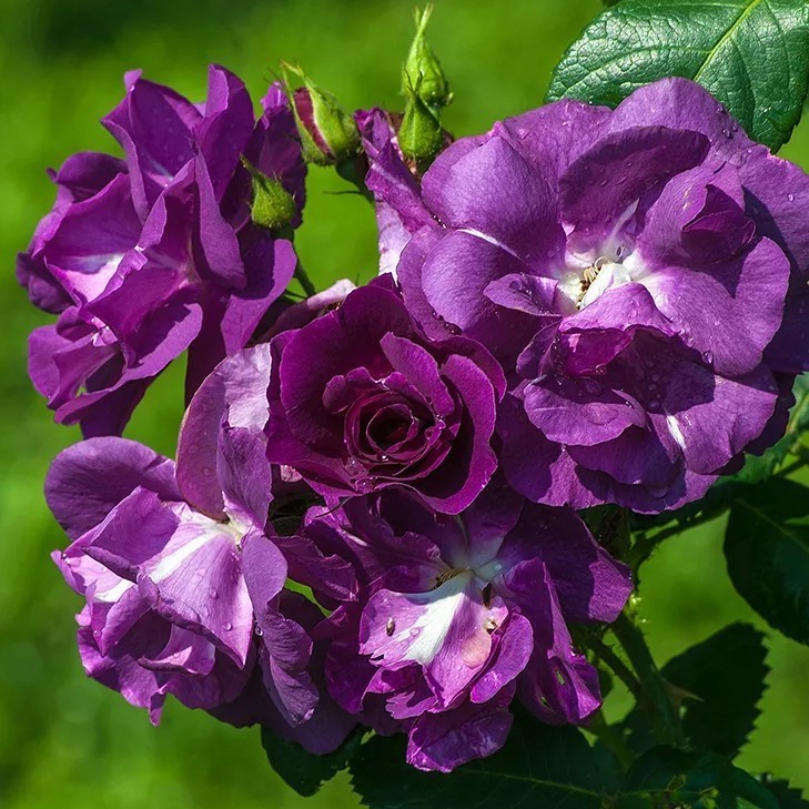 Роза парковая Рапсоди ин Блю в коробке ЦО 