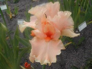 Ирис Бурка Tim 