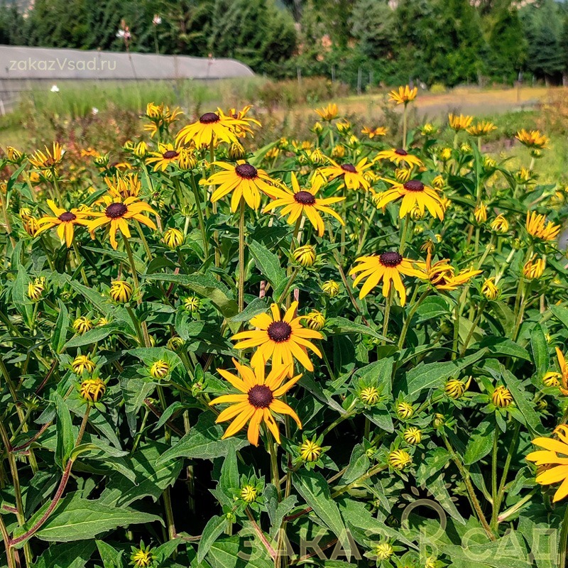 Рудбекия блестящая гольдштурм v2 Tim 