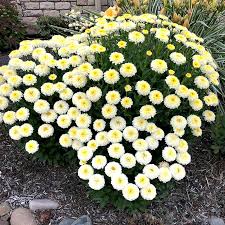 Нивяник Макарун (С3) ЦО 