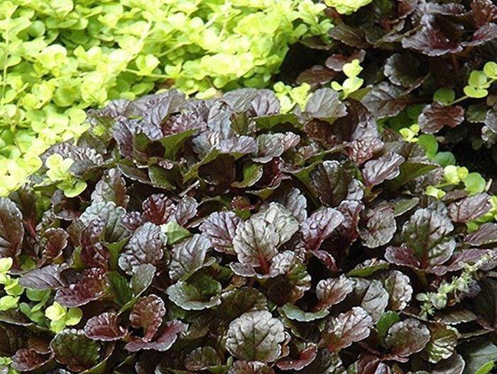 Живучка ползучая Блэк Скэллоп,Р9, ЦО 