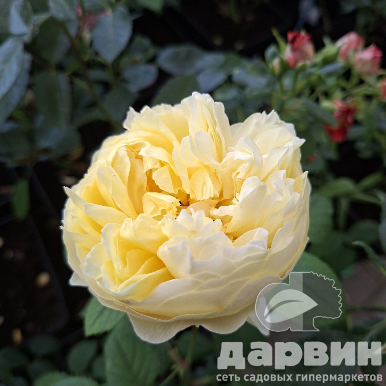 Роза английская Чарльз Дарвин v5 Lav 