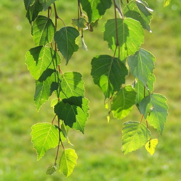 Береза повислая Меджикал Глоб Р21, 80см 