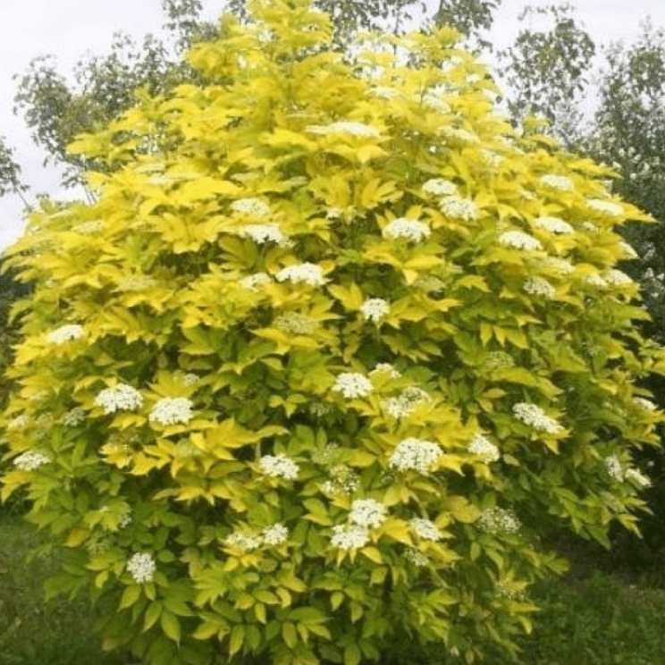 Пузыреплодник калинолистный Ауреа v2 Tim 