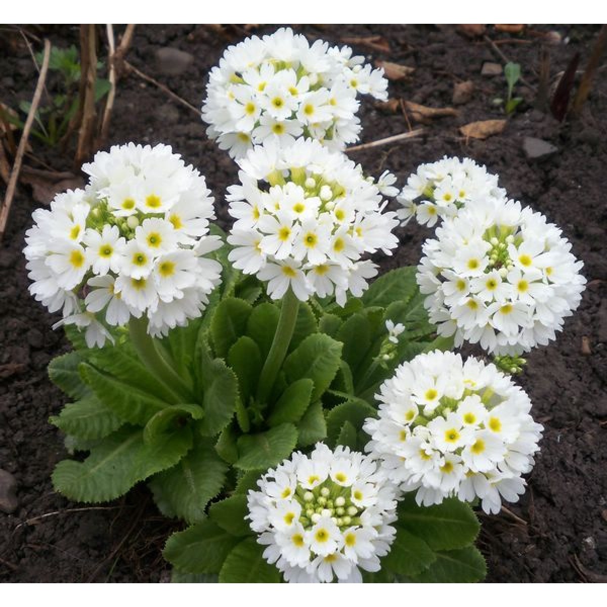 Корневище Примула мелкозубчатая Альба 1 шт Поиск 