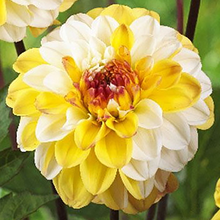 Клубень Георгин Дабл Джилл I, Dem 