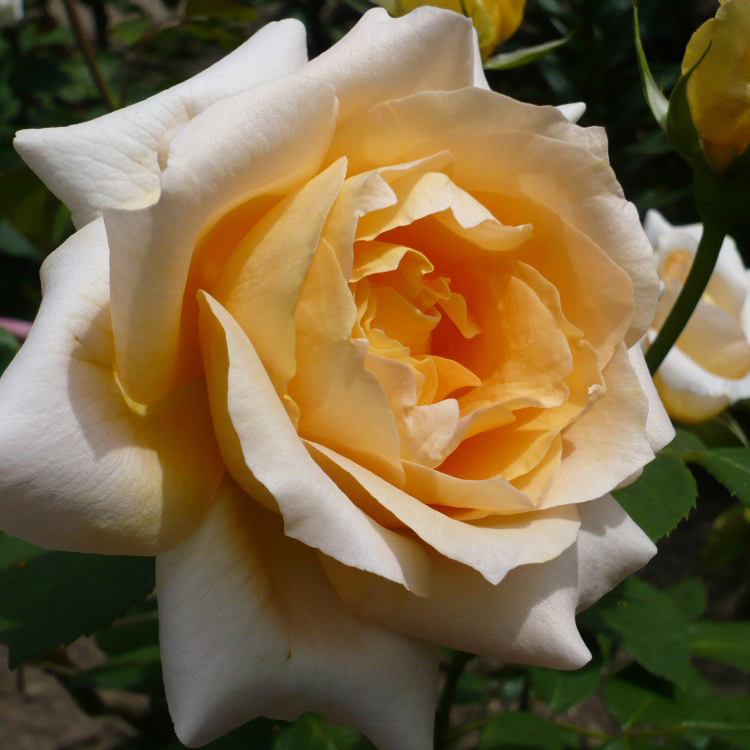 Роза чайно-гибридная Казанова в коробке ZP 