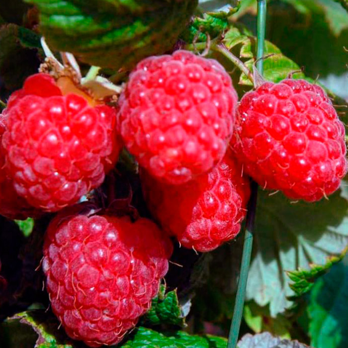 Малина Бархатная красная в коробке Tim 